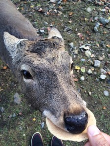 せんべい食べる鹿